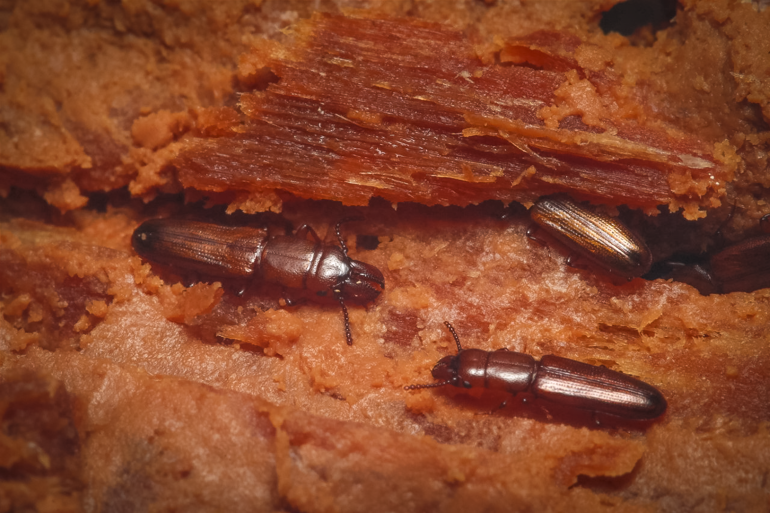 Nalezli jsme brouka, který indikuje zachovalé pralesy, na nové lokalitě.