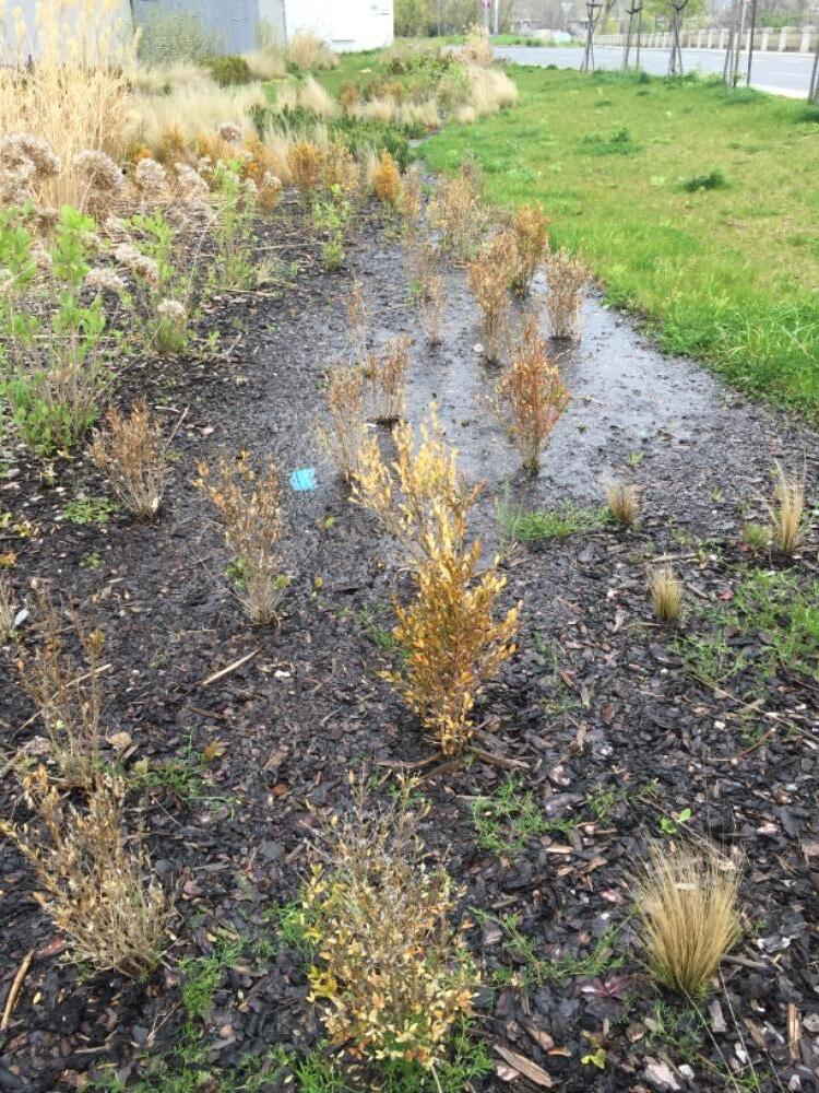 Phytophthora occultans – další závažný problém pro české výsadby zimostrázu.