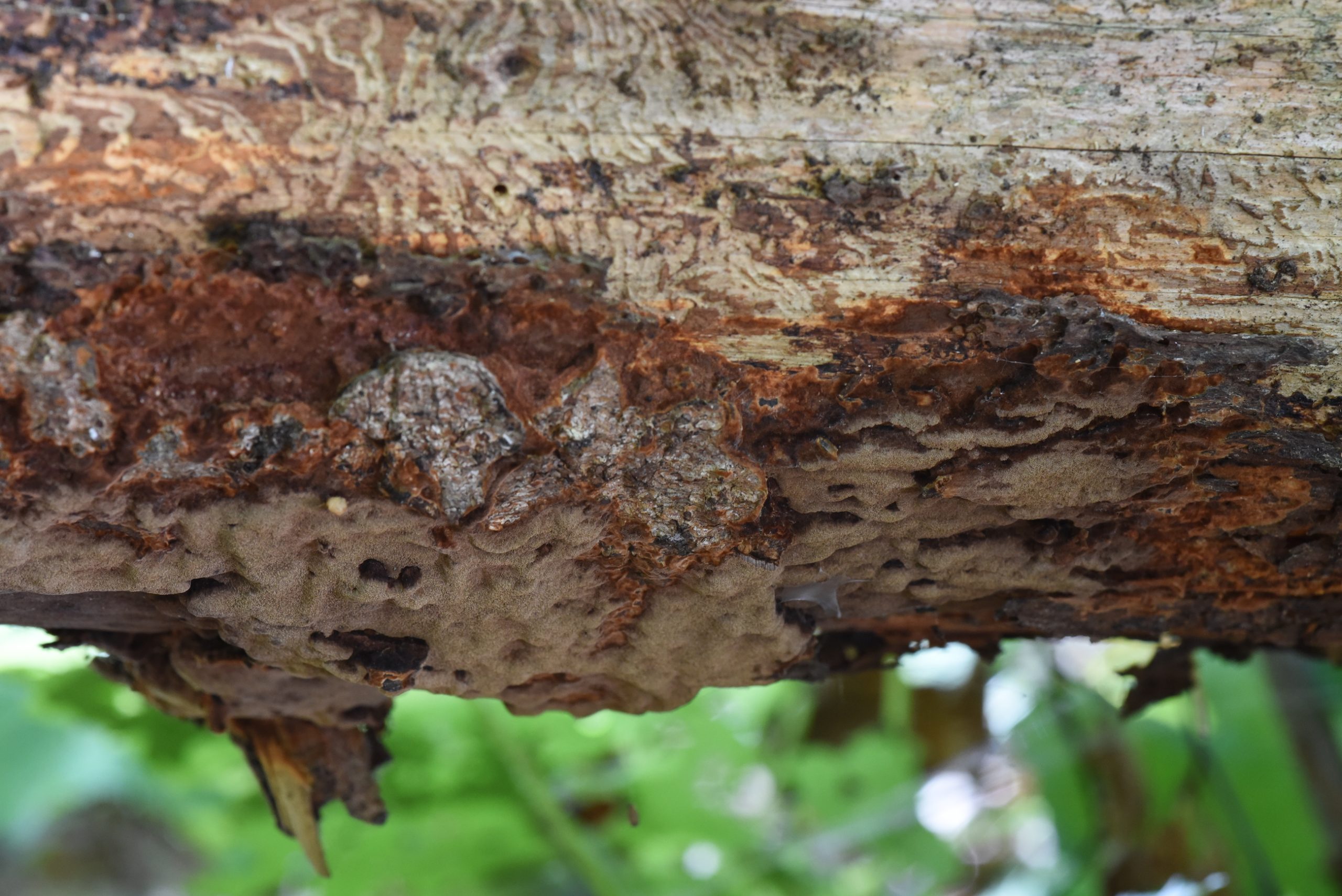 Boreální pralesní choroš ohňovec rezavohnědý znovu nalezen v Boubínském pralese