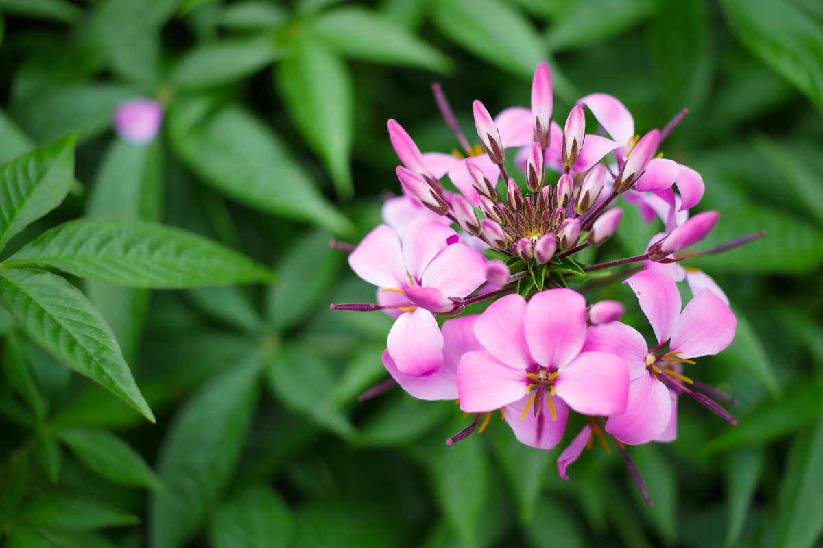 Jarní prodej květin – prodlouženo!