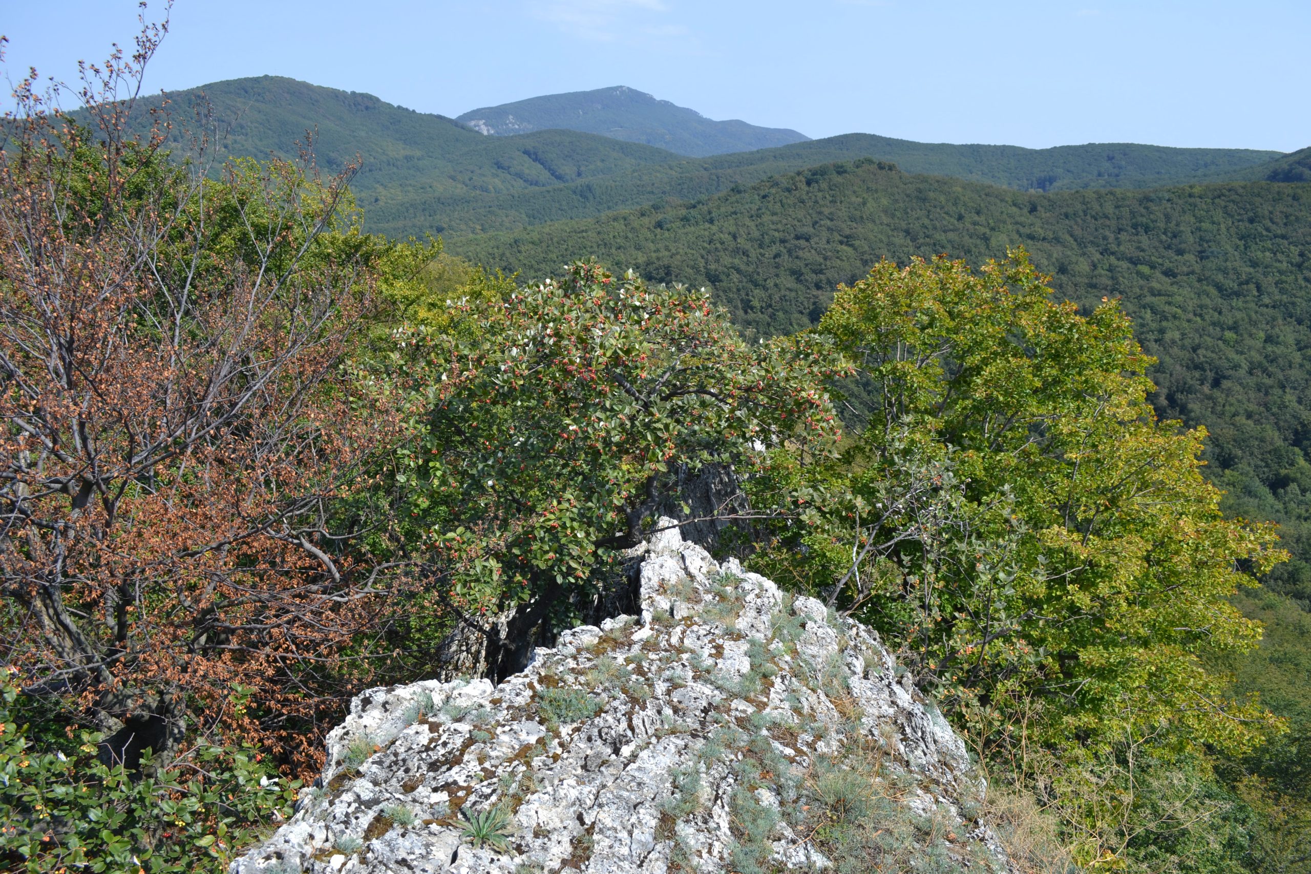 Tři nově popsané endemické druhy rostlin objevené v České republice a na Slovensku