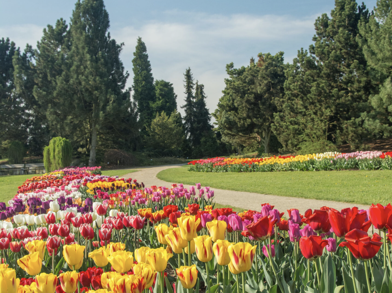 Tulipány v Průhonicích – 199 odrůd