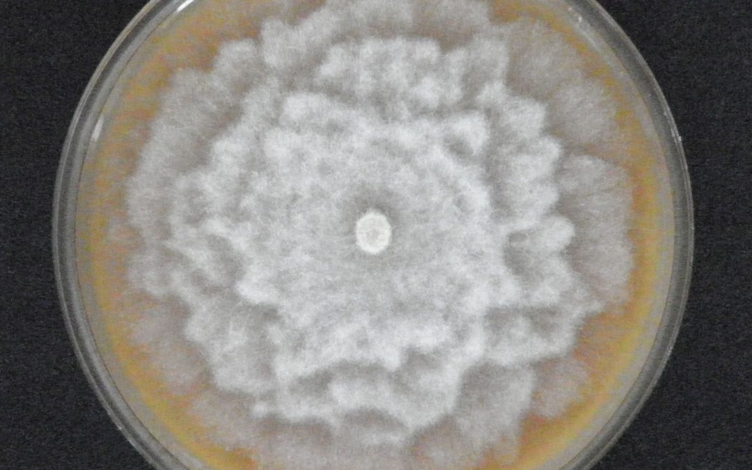 Účastníme se projektu EUPHRESCO!