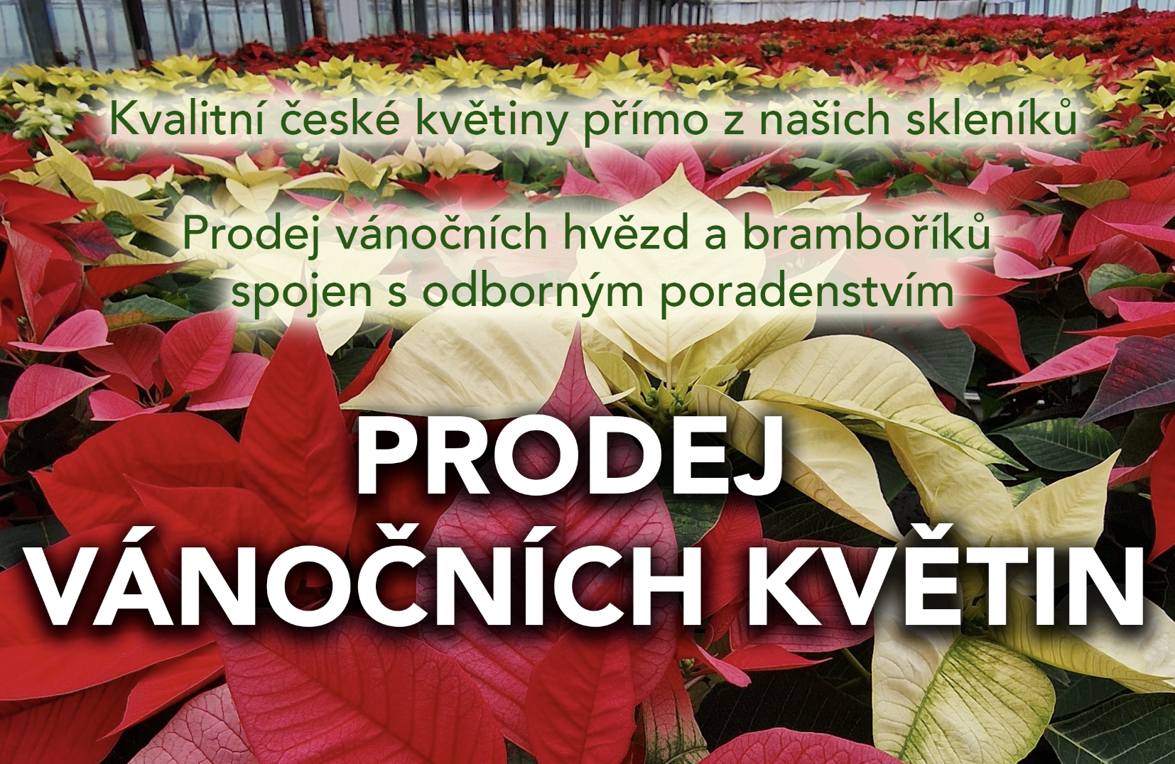 Adventní prodej květin