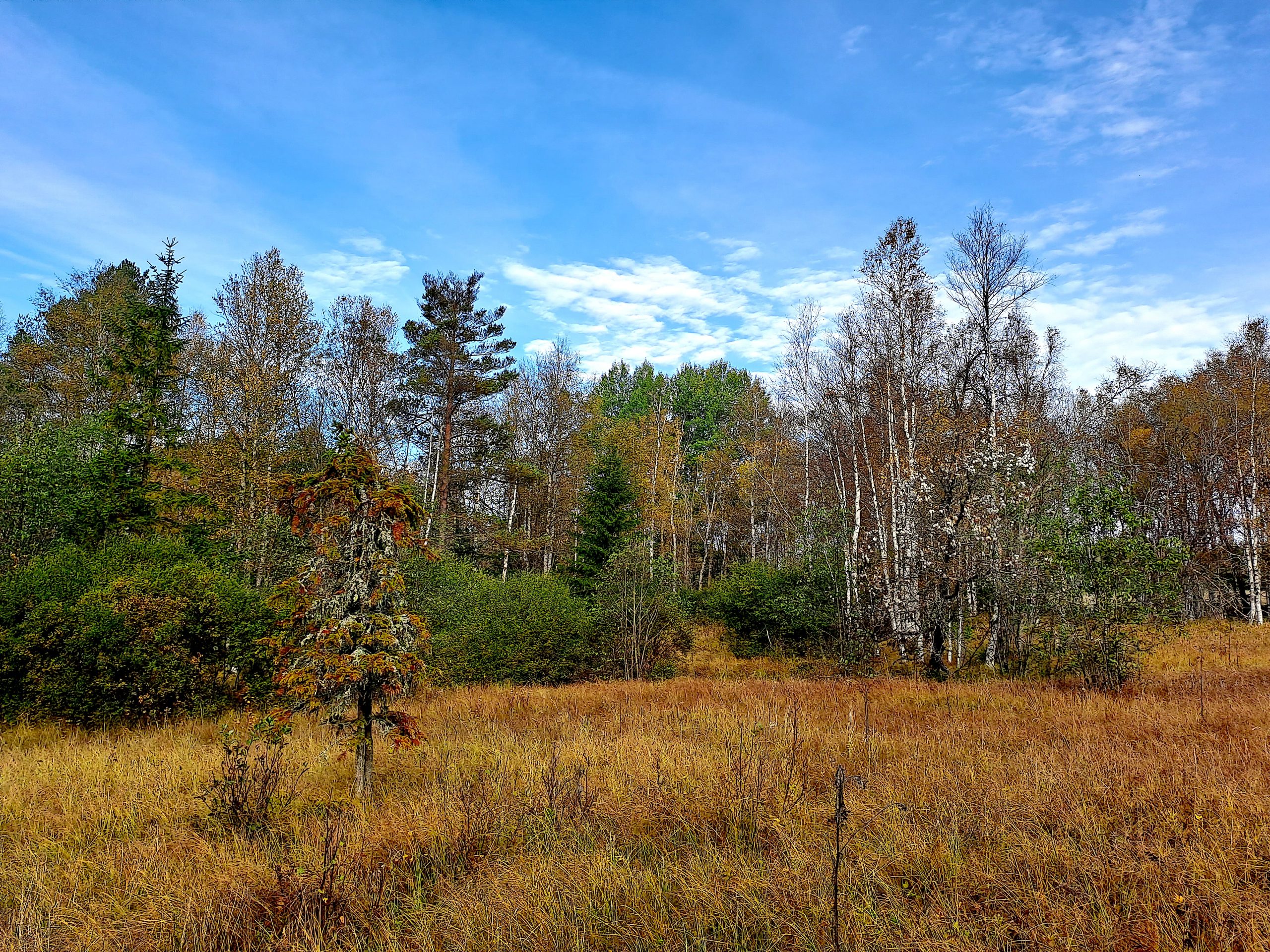 WILDCARD: zdivočení lesů – uhlíková neutralita vs. biodiverzita