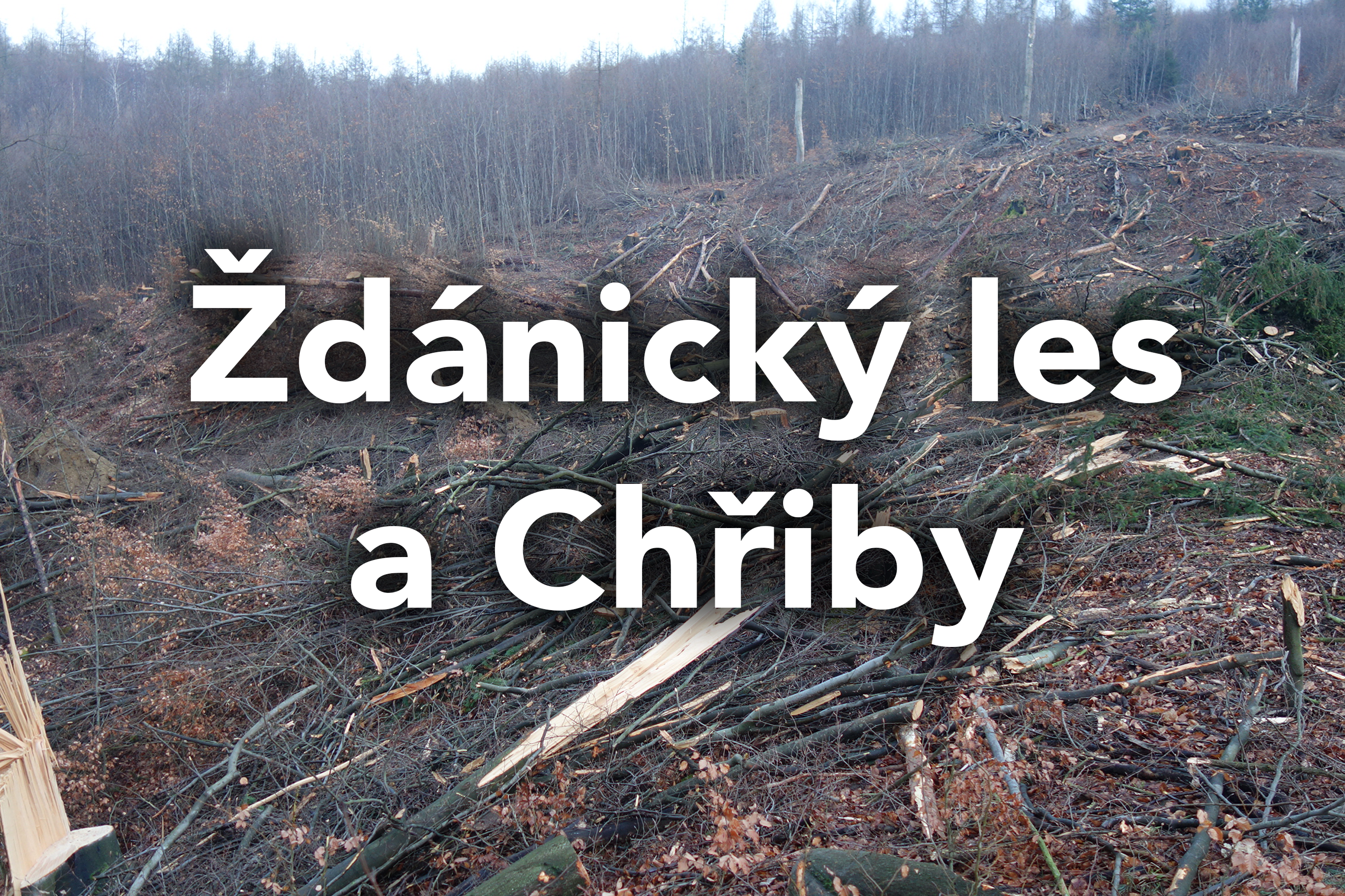 Otevřený dopis k situaci lesních porostů ve Ždánickém lese a Chřibech