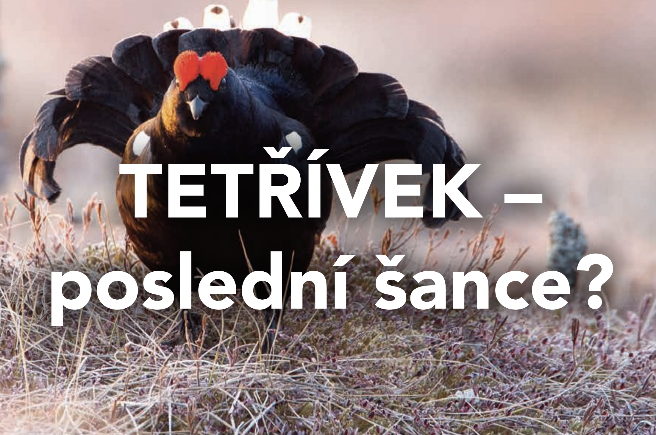 Nová publikace o tetřívkovi obecném