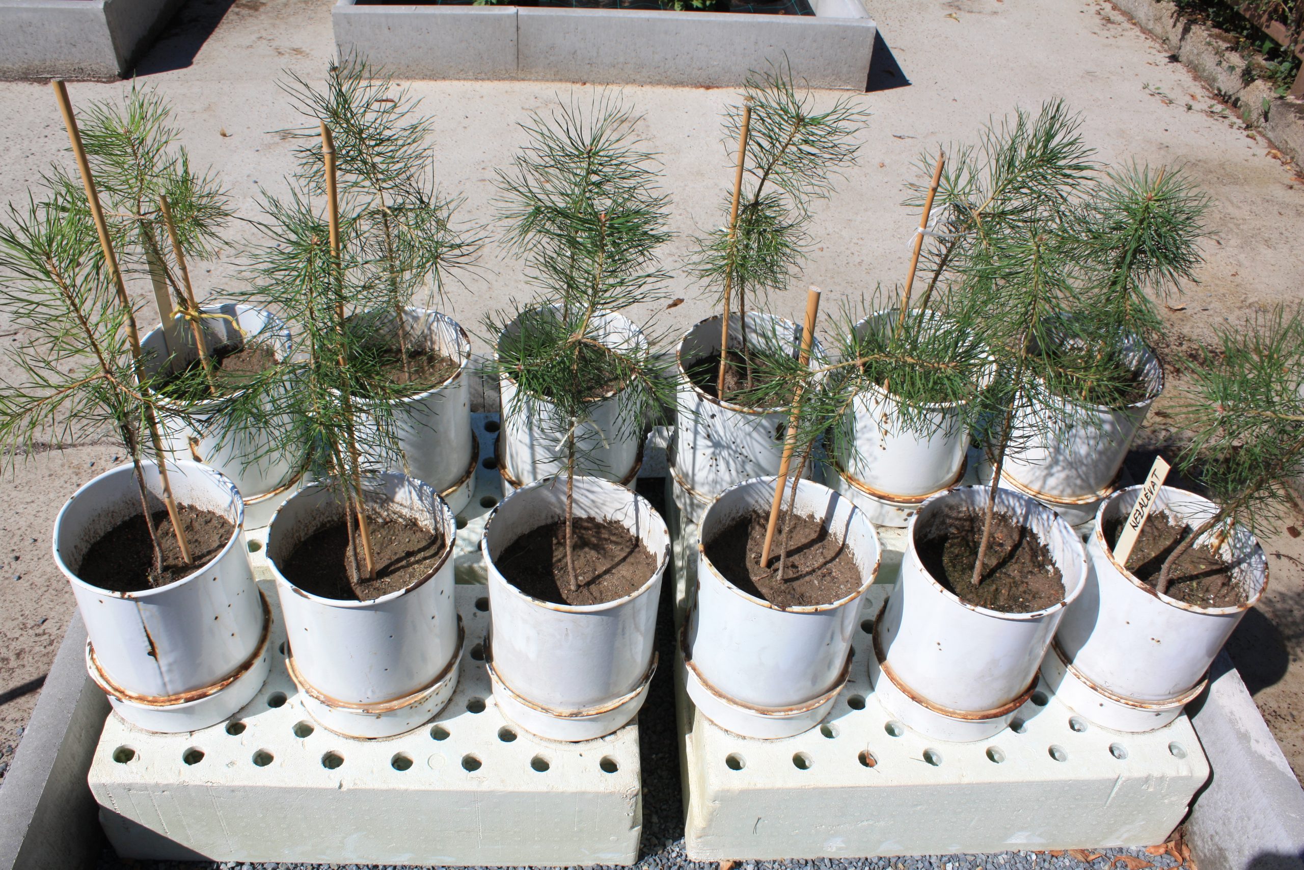 Výsledkem pokusů na výzkumných plochách VÚKOZ jsou dva typy skelných hnojiv