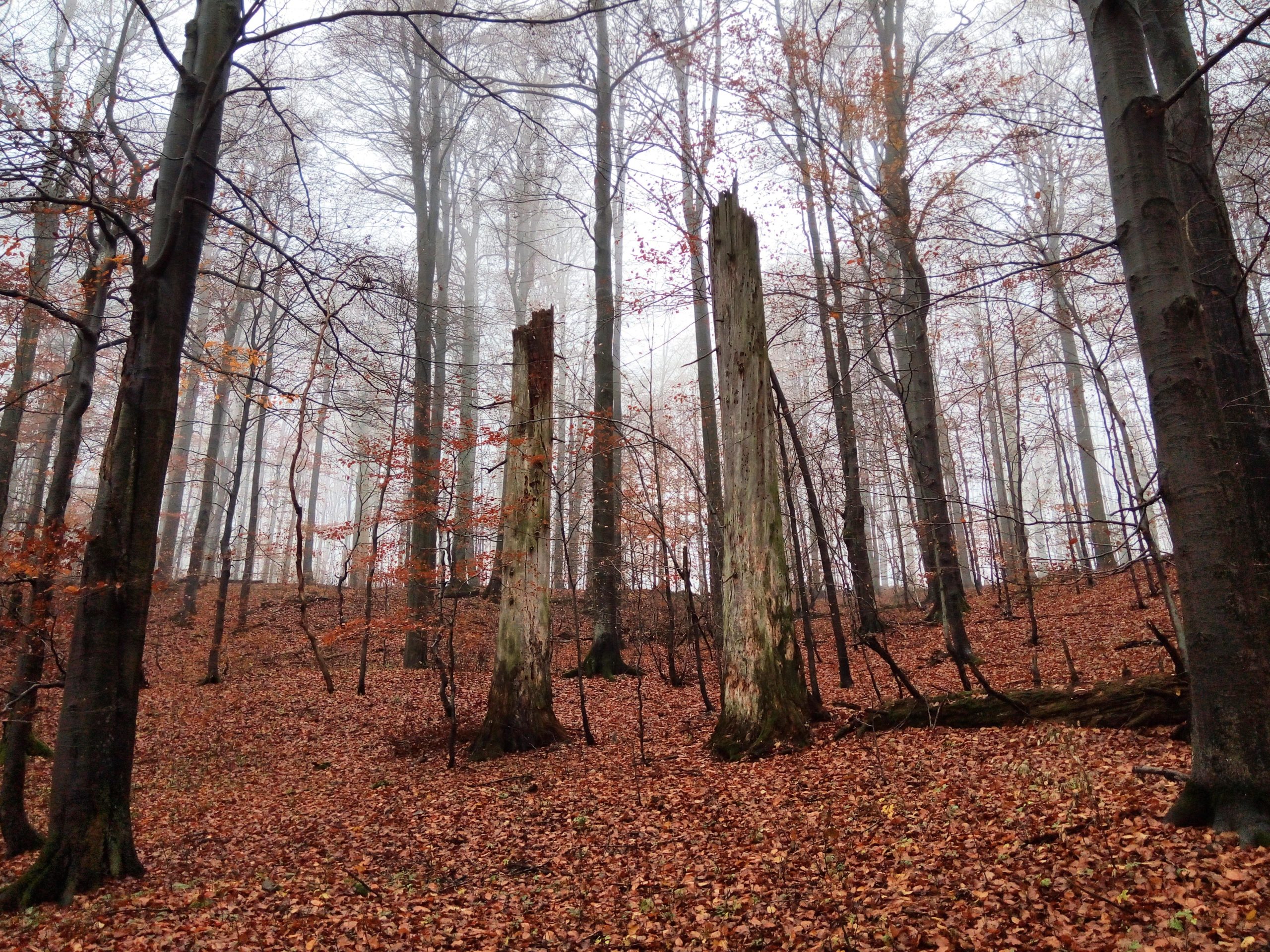Vědci vyzývají EU k naléhavé ochraně evropských pralesů