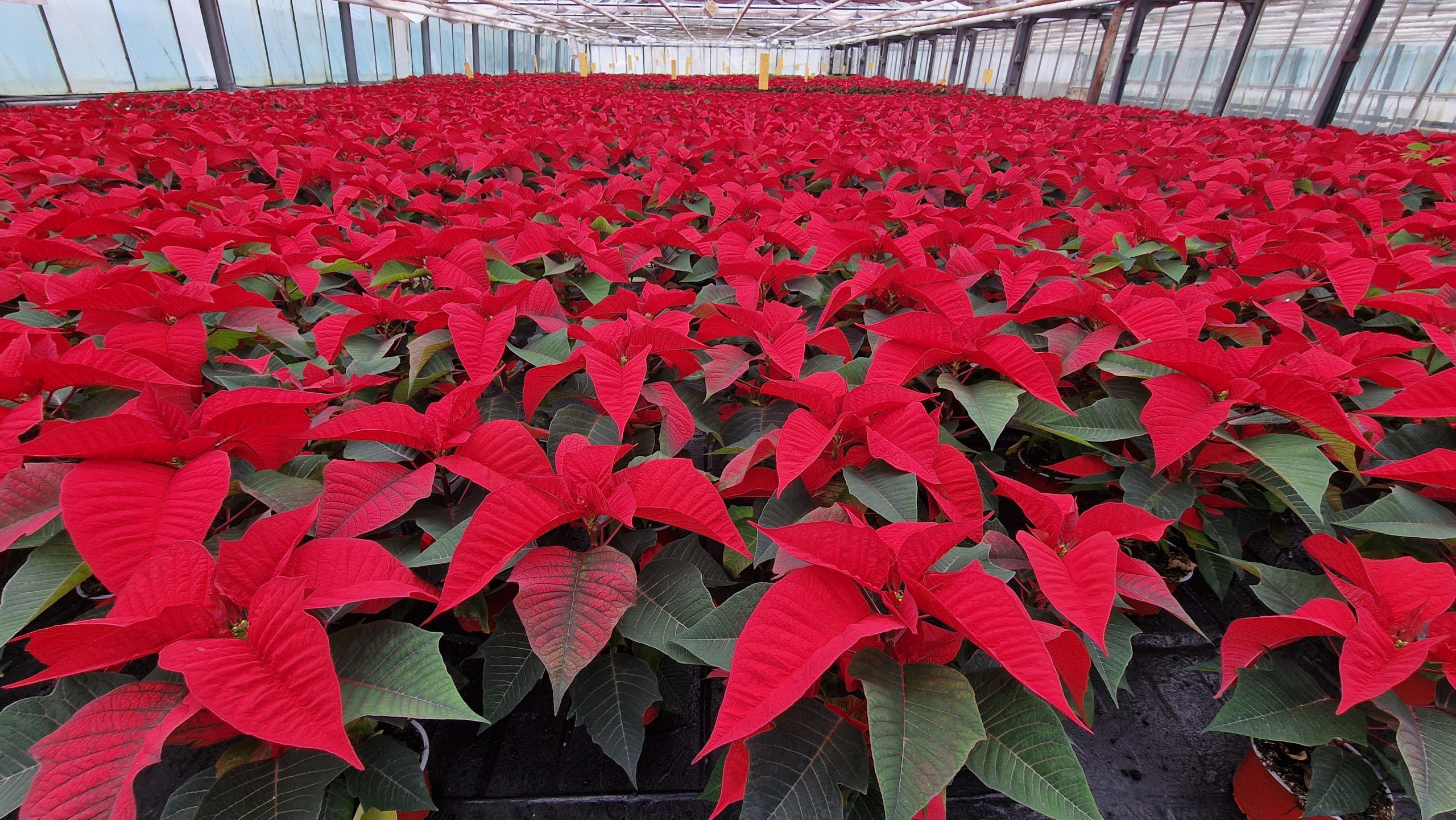 Prodej vánočních květin ve VÚKOZ