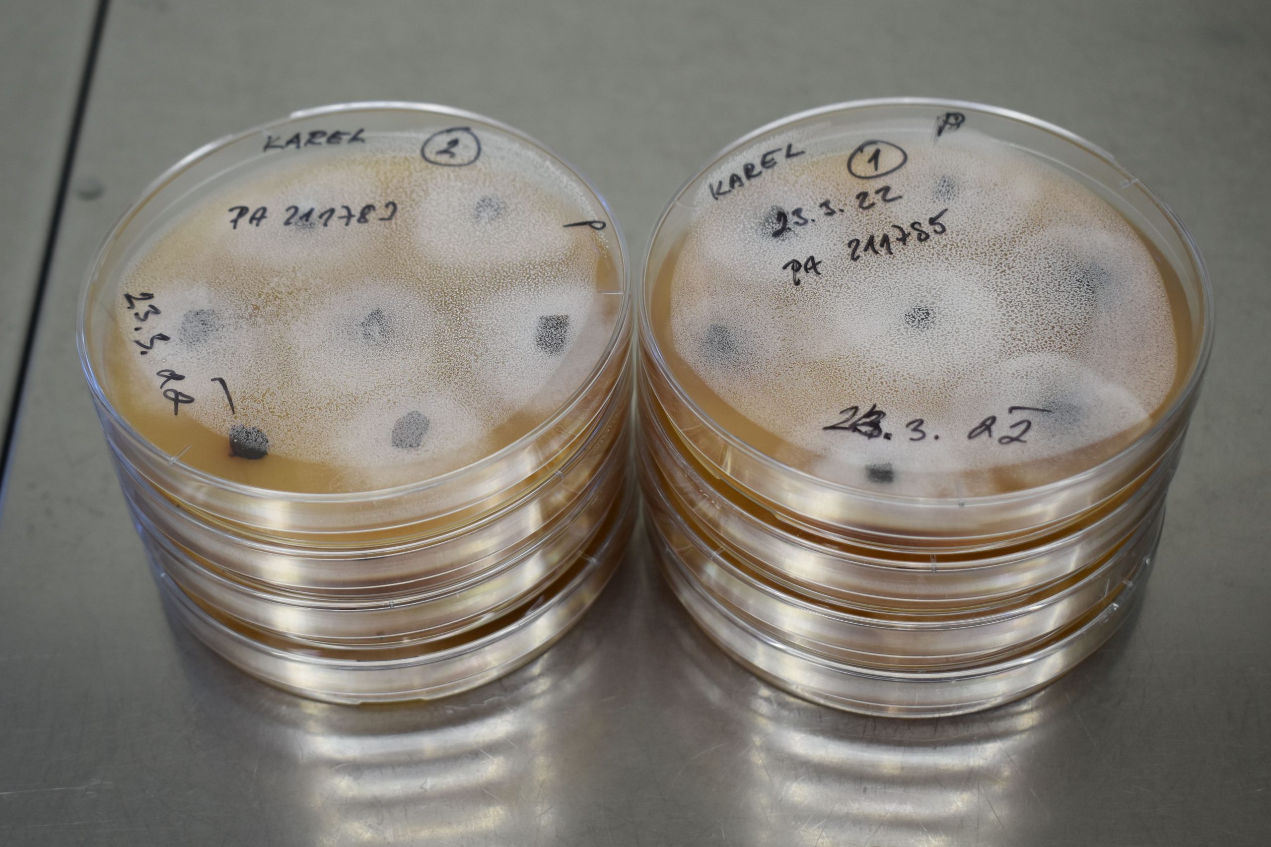 Českem se šíří plíseň olšová. Invazní patogen ohrožuje lužní a mokřadní olšiny