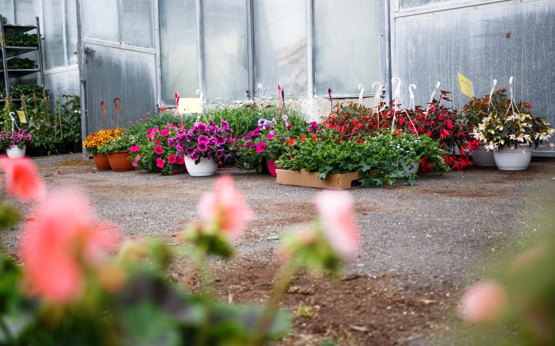 Jarní prodej květin v areálu VÚK