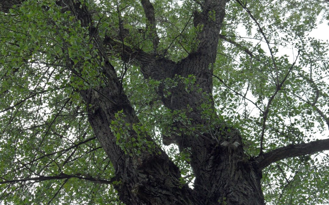 Registrace na workshop: Topol černý a jeho využití ve vodohospodářství a lesnictví