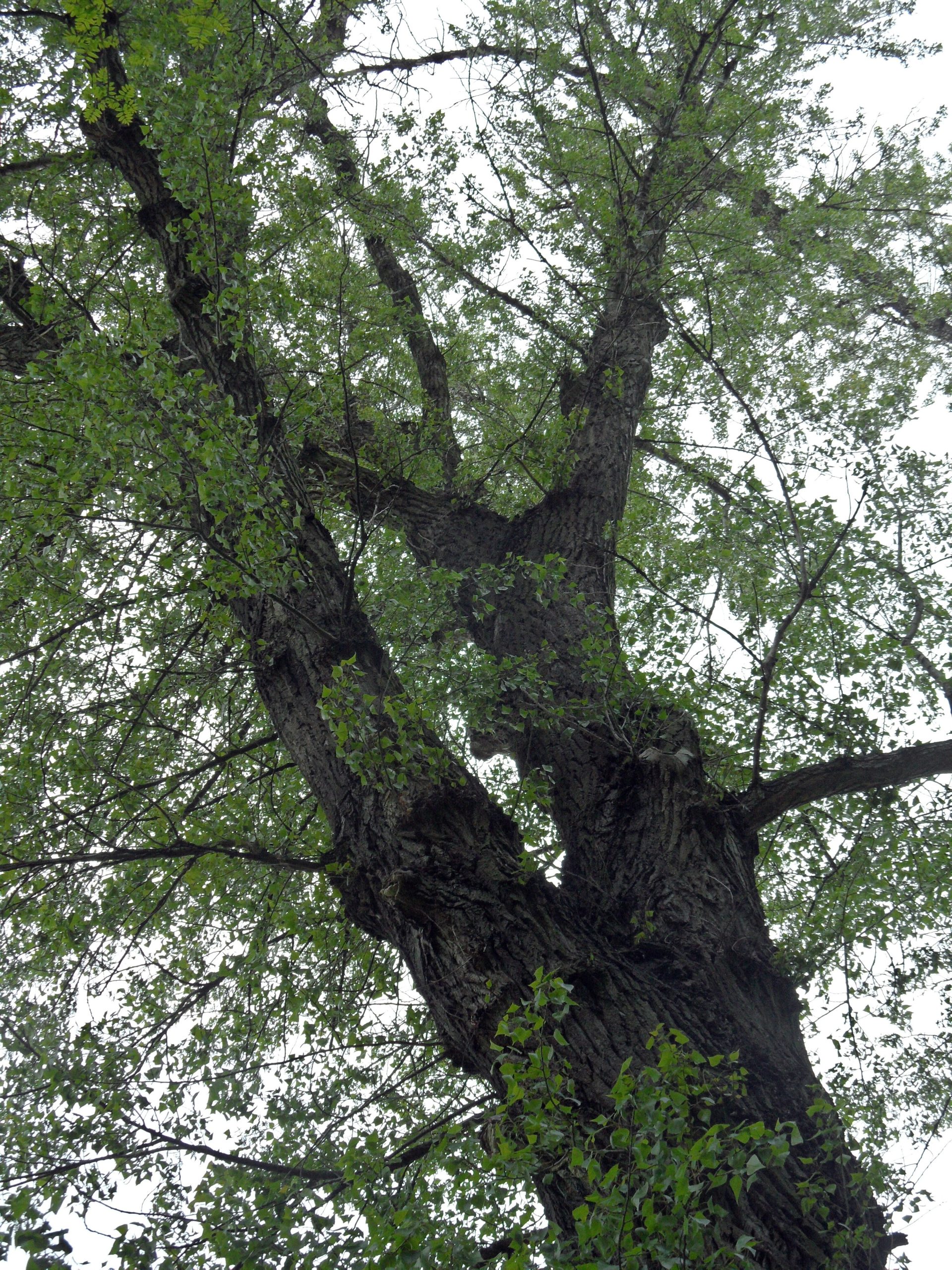 Registrace na workshop: Topol černý a jeho využití ve vodohospodářství a lesnictví