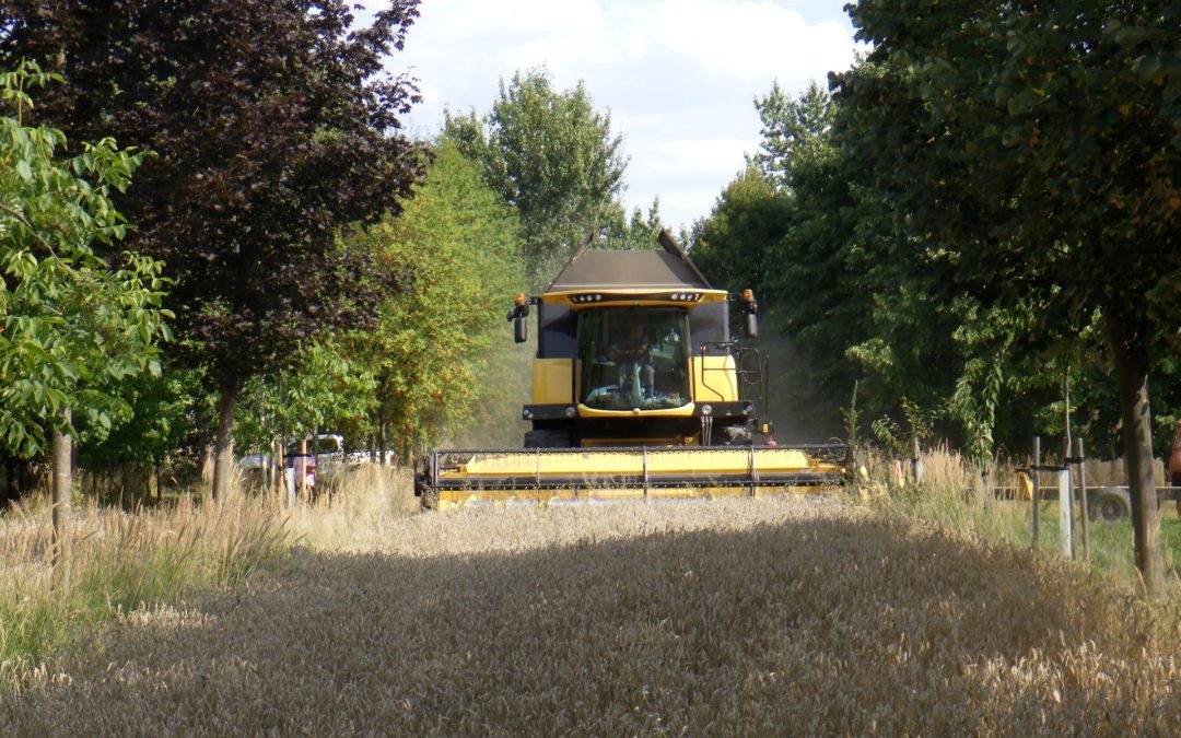 Sklizeň plodin ve výzkumném agrolesnickém systému Michovky 