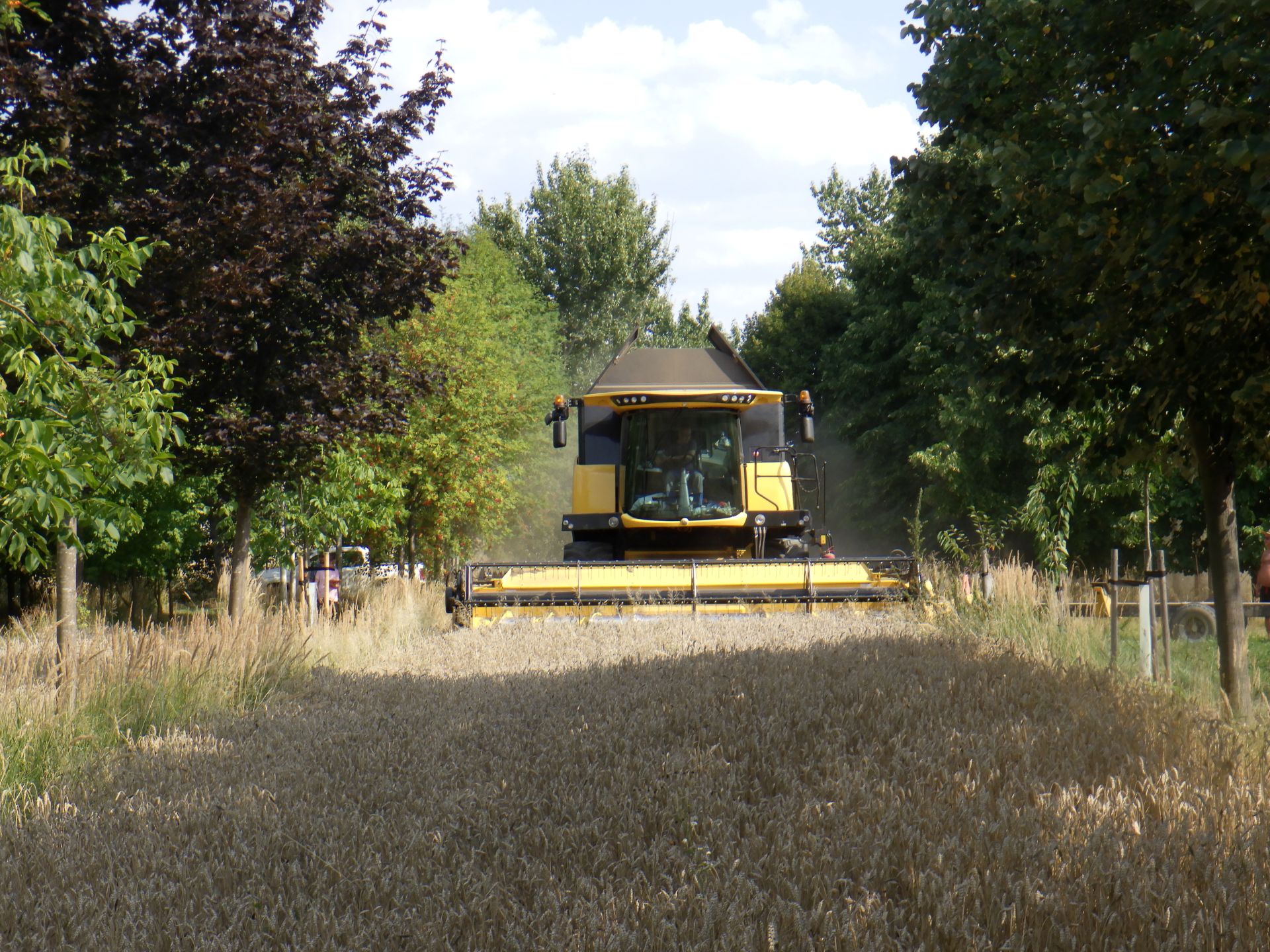 Sklizeň plodin ve výzkumném agrolesnickém systému Michovky