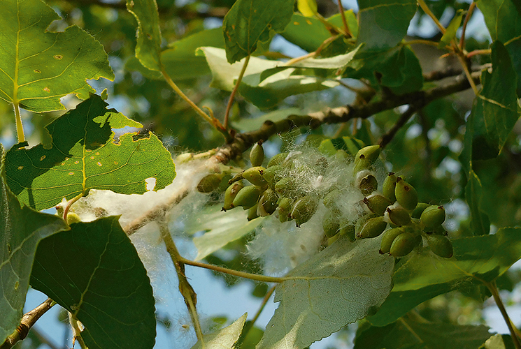 Publikace metody k odlišení topolu černého pro jeho záchranu v české krajině